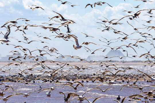 Gaspesie, Canada, 17 June 2026 : A large flock of seagulls flies and rests over reddish water under a bright sky.