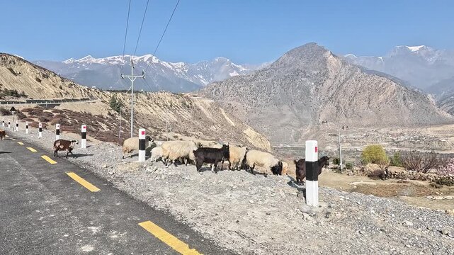 Goat flock grazing on mountain highway, snow peaks background, animals on road, Kali Gandaki Nepal
