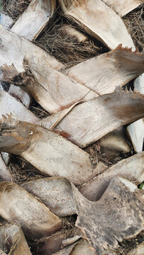 Close-up of a palm tree trunk featuring textured bark, leaf scars, and persistent frond bases, creating a distinctive natural pattern and rugged botanical texture.