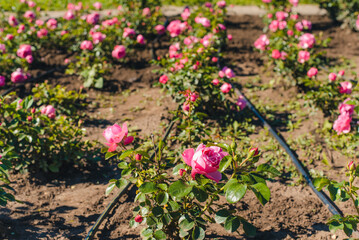 Naklejka premium Blooming roses. Flowerbed with blooming roses. Pink roses.