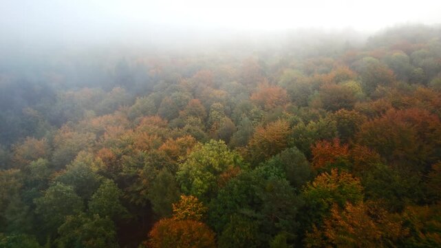 Flying over a beautiful foggy forest with colorful trees in autumn. Aerial drone footage with pleasant fall colors in misty atmosphere. 