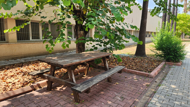 Rustic wooden picnic table beneath the broad canopy of a Judas tree (Cercis siliquastrum) in a Mediterranean park, creating a peaceful shaded outdoor seating area.