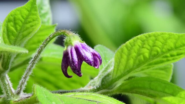 Rocoto Manzana chili with flower