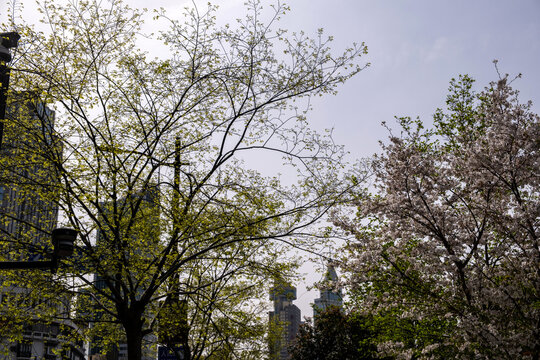 Sakura, Spring cherry blossoms frame city towers and street lamp, blue sky in Shanghai, China