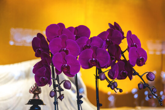 Purple phalaenopsis orchids with buds in China interior, gold wall and lamp glow
