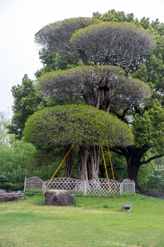 Pruned tiered canopy tree behind park fence in China with grass, rocks, spring foliage