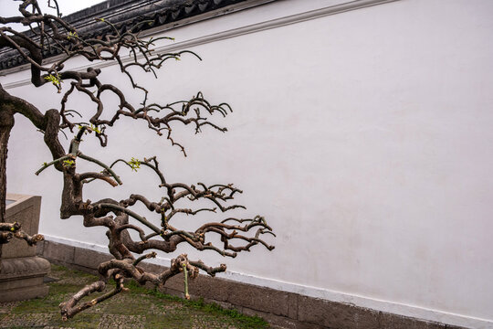 Budding tree branches beside white garden wall and stone path in China during spring