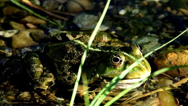  marsh frog in a pond in Germany