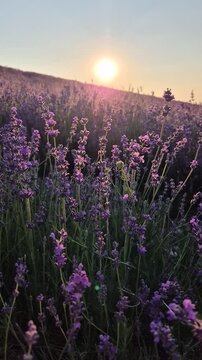 Lavender field sunset, vibrant purple flowers bloom under a warm golden sky during evening. Vertical video