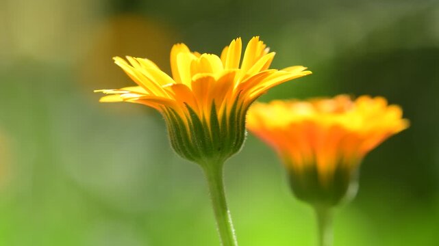 marigold, medicinal herb with flower and sound of a soft well and birds