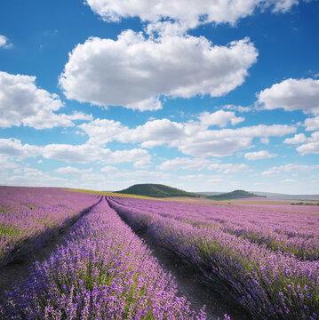 Lavender field landscape under a vibrant blue sky filled with fluffy white clouds.