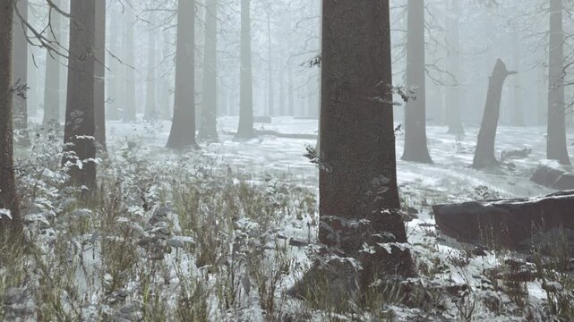 In a cold winter setting, tall trees stand covered in snow. The ground has a layer of frost while mist lingers among the trees, creating a quiet mood in the forest.