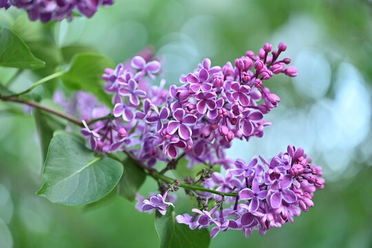 Blooming purple lilac branch in spring garden with soft green bokeh