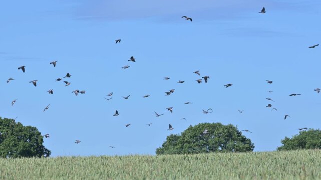 Wood pigeons (Columba palumbus) in a large flock flying over a field of barley. June, Kent, UK [Slow motion x4]