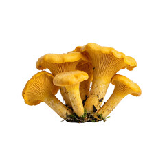 Cluster of fresh golden chanterelle mushrooms on white background. Wild edible fungi perfect for gourmet cooking and culinary photography. © Sakti