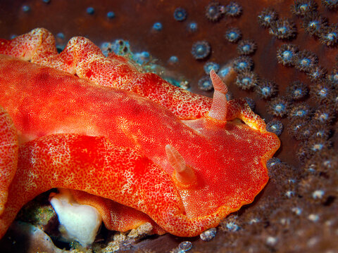 Close-up of a Spanish dancer nudibranch (Hexabranchus sanguineus) resting on coral in Raja Ampat,Indonesia. Famous for its graceful swimming display.