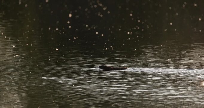 Muskrat swimming in a river during golden hour with cottonwood fluff floating in the air