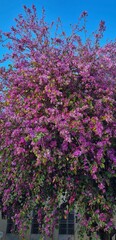 Fototapeta premium purple flowers