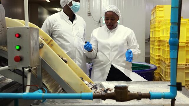 Supervisors wearing personal protective equipment (PPE) meticulously inspect the mackerel production line conveyor belt in an industrial seafood processing plant.
