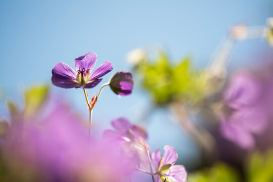Beautiful Purple Geranium Flower Backlit by Sunlight with Dreamy Soft Bokeh Background