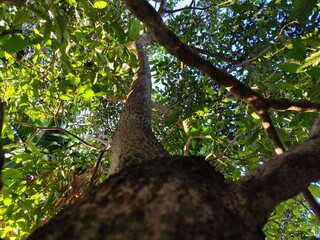 Fototapeta premium Low angle view of lush green tree canopy with sunlight filtering through leaves. 