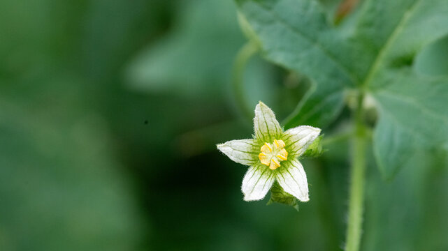Delicate White Bryony Blossom In Natural Green Background
