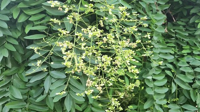 Flowers of Pendulous Japanese pagoda tree (Styphnolobium japonicum) with fragrant creamy-white flower clusters and lush green foliage in a summer garden.
