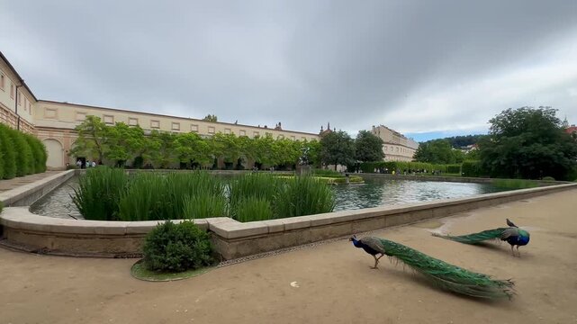 Prague, Czech Republic - 17 june 2026; 4k video of tourists walk through a manicured historic garden in Prague, featuring bronze statues, green hedges, fountain and peacock in grand palace background.