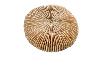 Round woven wicker cushion pad natural material rustic home decor isolated on transparent background © Pavel
