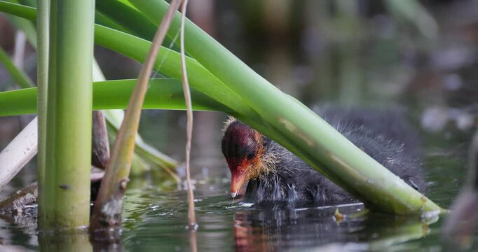 Slow motion focus rack from a Eurasian coot chick eating algae to its mother feeding in the foreground