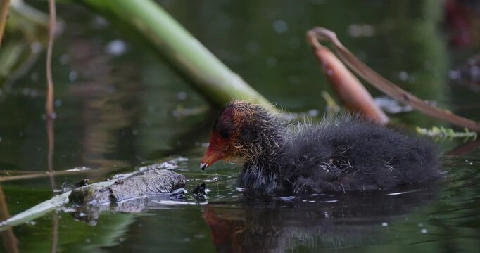 Slow motion close-up of two Eurasian coot chicks foraging and feeding from a wet branch in the water
