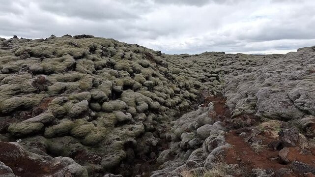 POV path between mossy Eldhraun lava mounds, woolly fringe moss Racomitrium lanuginosum detail, Iceland
