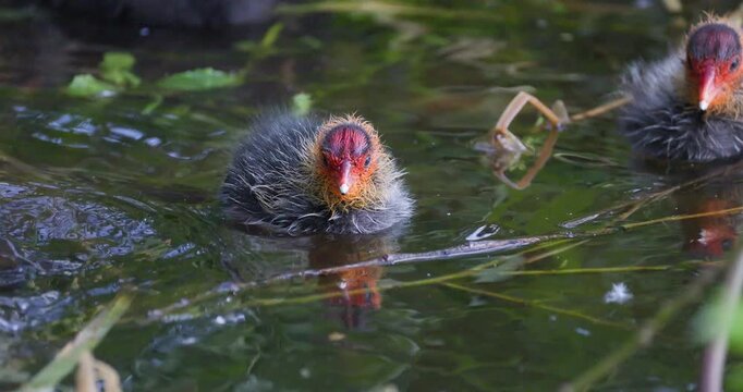 Slow motion shot of a Eurasian coot chick swimming forward surrounded by siblings in a pond