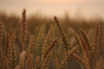 Obraz premium field of wheat