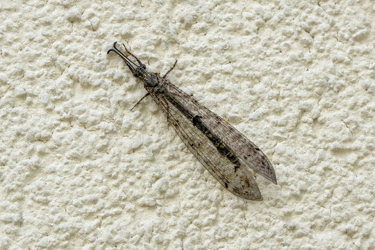 Close-up of an adult four-spotted antlion (Distoleon tetragrammicus) resting on a wall in summer in Lower Austria