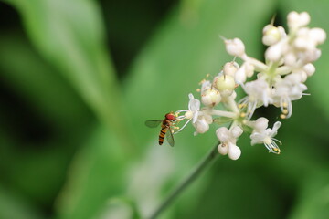 A hoverfly sucking nectar from a wild ginger plant © Mt. Cape