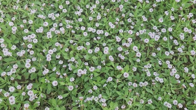 Flowers of frogfruit (Phyla nodiflora) blooming with tiny white and pink flowers, a drought-tolerant evergreen groundcover attracting pollinators in a sunny natural garden.