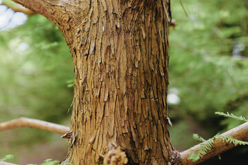 Obraz premium Tree bark trunk wood forest nature texture closeup showing peeling fibrous bark and small branches, detailed vertical grain and earthy brown tones with soft green blurred woodland background.