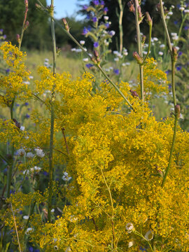 Bedstraw yellow and chicory.