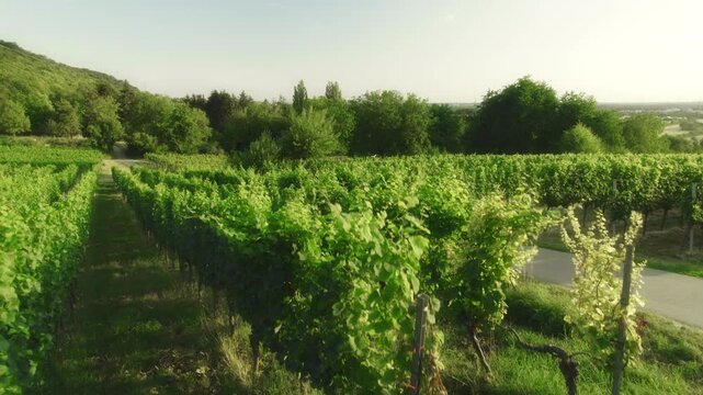 Rural summer landscape with green vineyard on a hill. A tranquil scene in Germany with a path along the rows of grapevine.