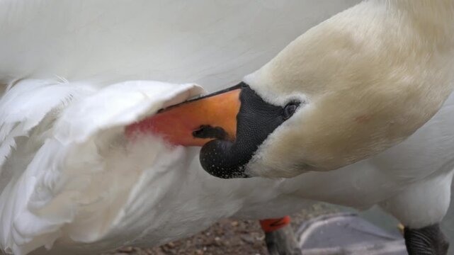 Mute Swan (Cygnus olor) preening its feathers in a London park. June, London, UK [Half speed]