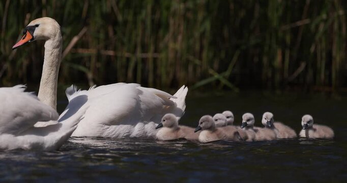Slow motion shot of an adult mute swan swimming with a group of fluffy cygnets in choppy water on a windy day