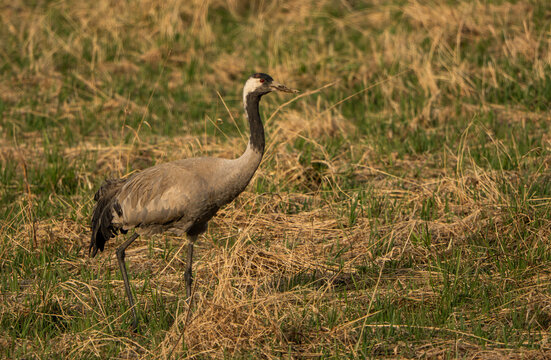Common crane photographed in Finland in May 2026