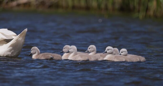 Slow motion shot of an adult mute swan swimming with a group of fluffy cygnets in choppy water on a windy day