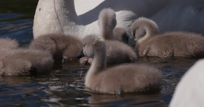 Slow motion close-up of a group of fluffy cygnets foraging for food in the water next to their mother
