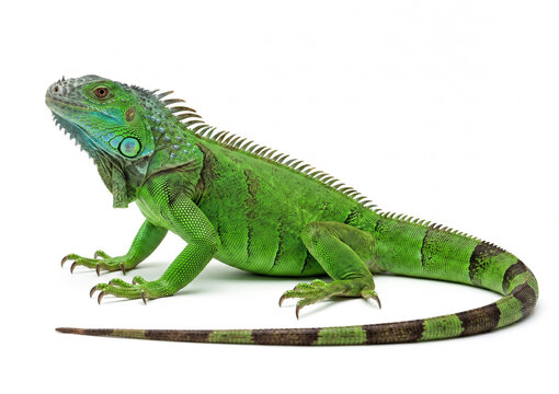 Green Iguana on white background