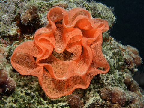 Close-up of the characteristic rose-shaped egg ribbon of the Spanish dancer (Hexabranchus sanguineus) attached to a coral reef in the Red Sea, Egypt.