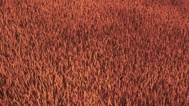 A wheat field filled with tall golden plants swaying gently. The sun is low in the sky, casting warm light across the landscape. The field appears vast and open.