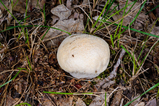 This is a puffball fungus, most likely the meadow puffball (Vascellum pratense), formerly known as Lycoperdon pratense, or a closely related species of the genus Lycoperdon