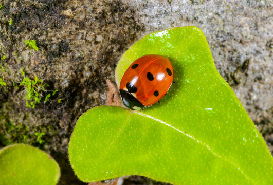 Seven spotted ladybird (Coccinella septempunctata), characterized by its domed red to orange elytra.